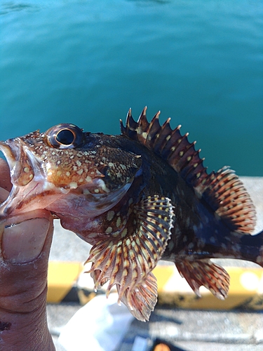 ガシラの釣果