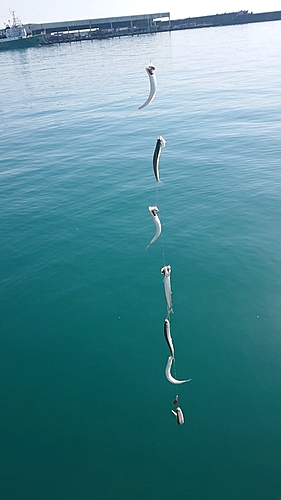 カタクチイワシの釣果