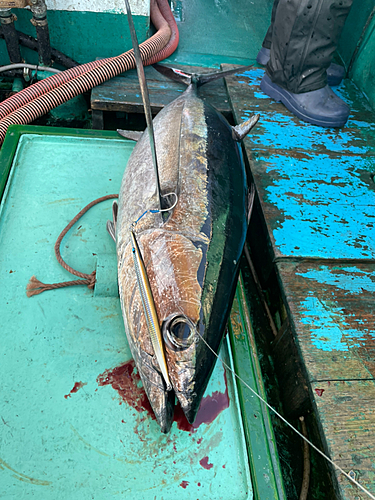 ビンチョウマグロの釣果