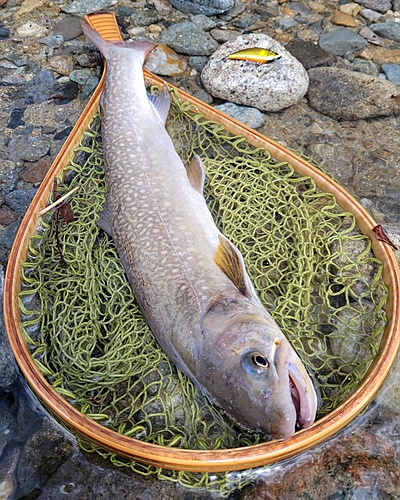 イワナの釣果