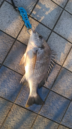 クロダイの釣果