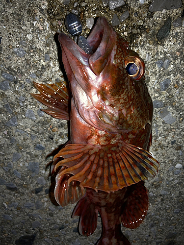 カサゴの釣果