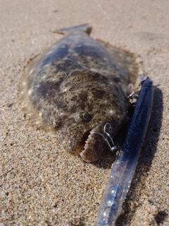 ヒラメの釣果