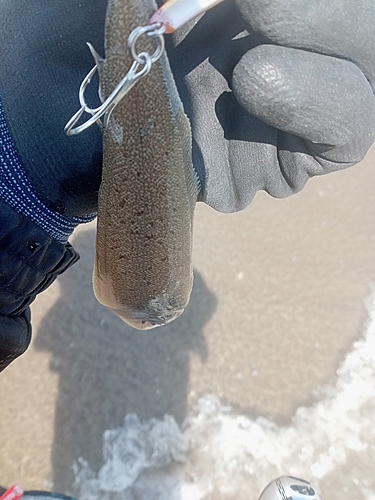 シタビラメの釣果