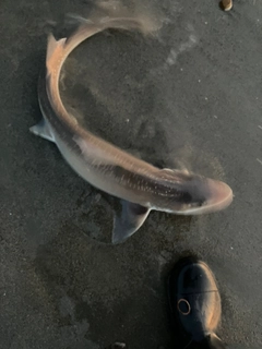 サメの釣果