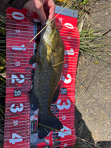 スモールマウスバスの釣果