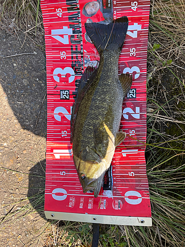 スモールマウスバスの釣果