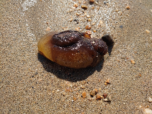 カレイの釣果