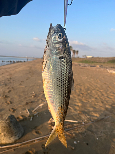 コノシロの釣果