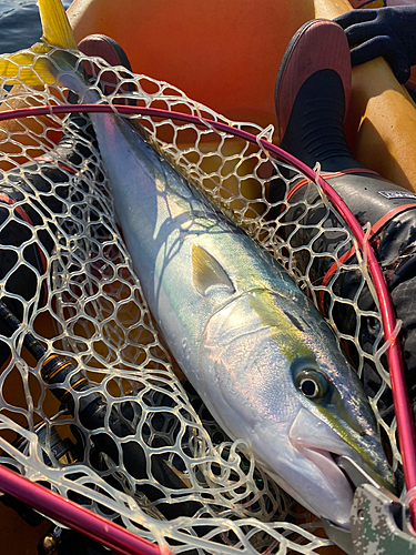 ワラサの釣果