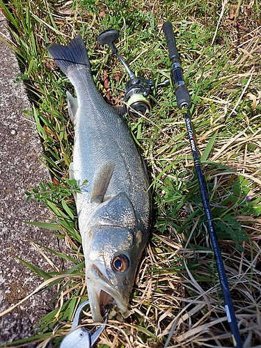 フッコ（マルスズキ）の釣果