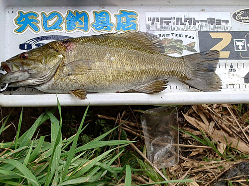 スモールマウスバスの釣果