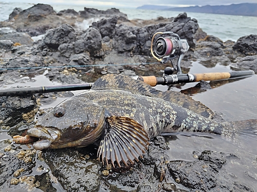 アイナメの釣果