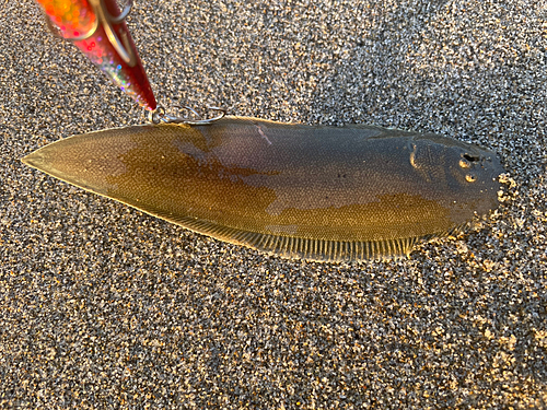 シタビラメの釣果