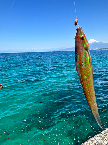 オトメベラの釣果