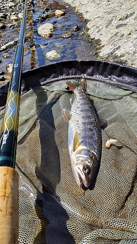 ヤマメの釣果