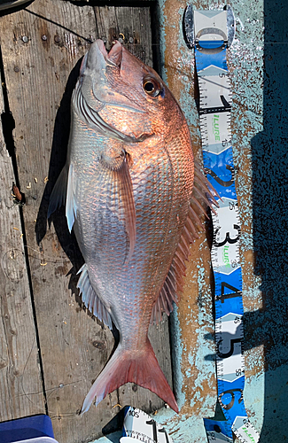 マダイの釣果