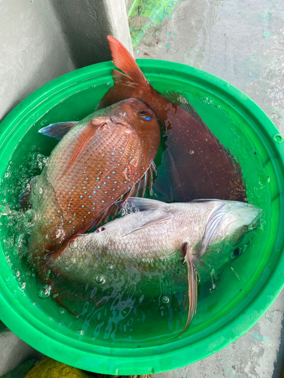 へなちょこアングラーさんの釣果 2枚目の画像