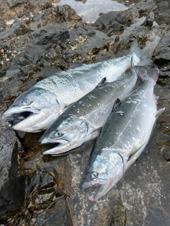 サクラマスの釣果