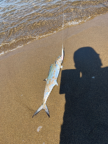 サゴシの釣果