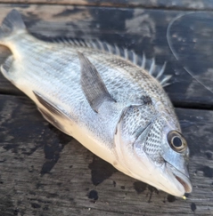 ケイズの釣果