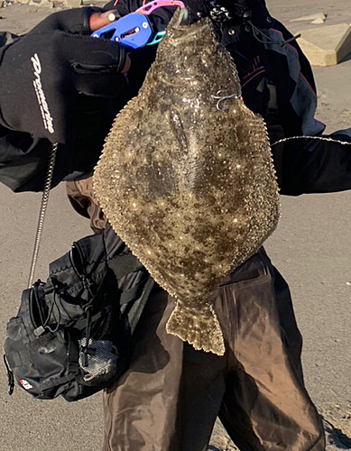 ヒラメの釣果