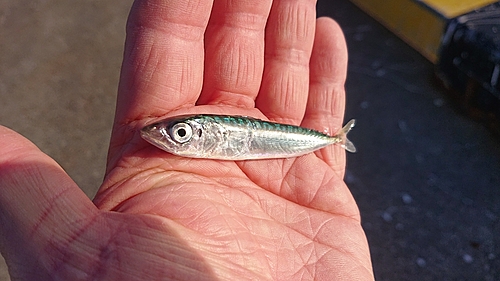 サバの釣果