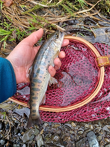 ヤマメの釣果