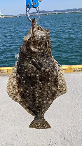 ヒラメの釣果