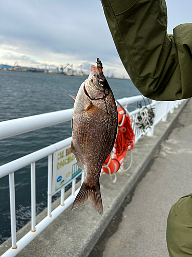 ウミタナゴの釣果