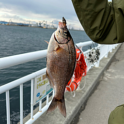 ウミタナゴ