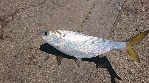 コノシロの釣果