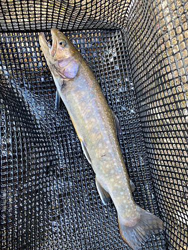 イワナの釣果