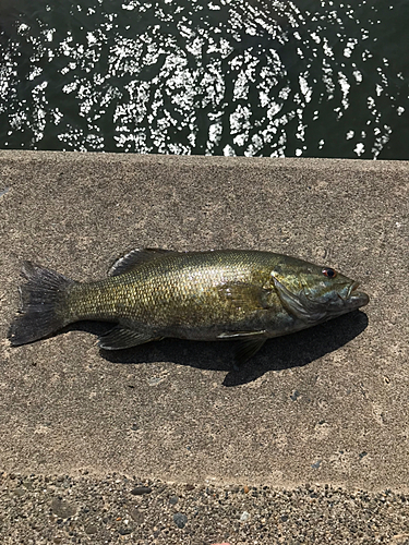 スモールマウスバスの釣果