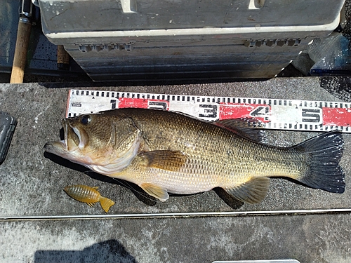 ブラックバスの釣果