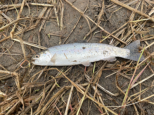 ニジマスの釣果