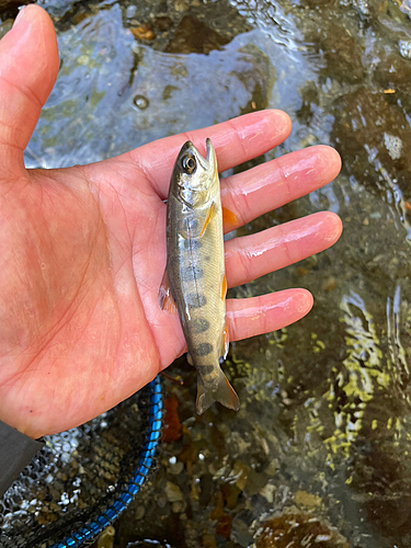 ヤマメの釣果