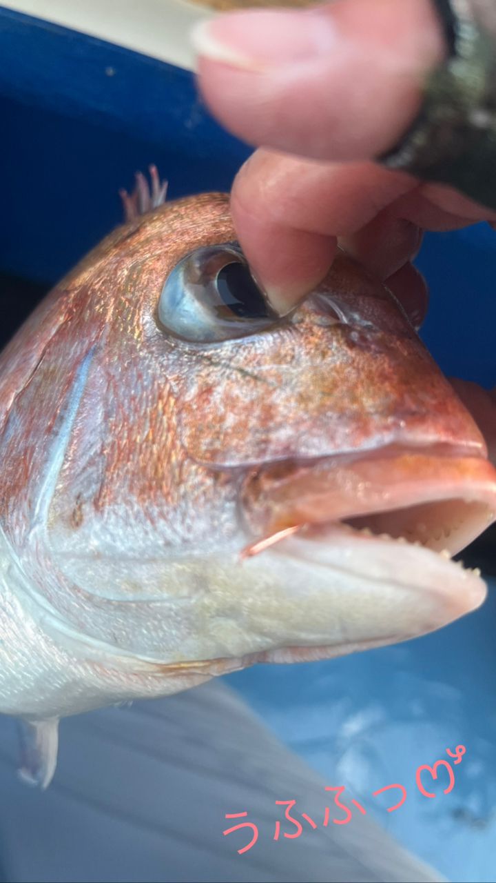 カジュエさんの釣果 3枚目の画像