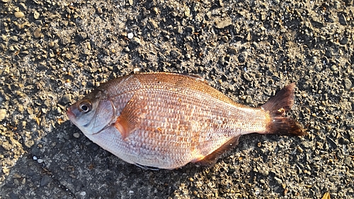 ウミタナゴの釣果