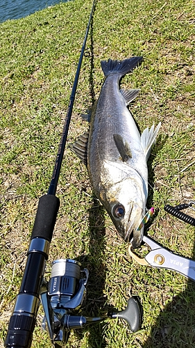 釣果