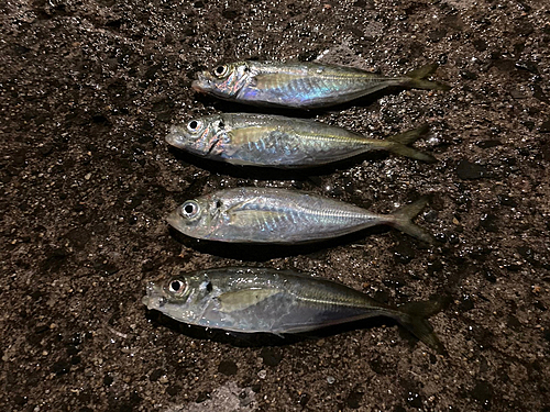 アジの釣果