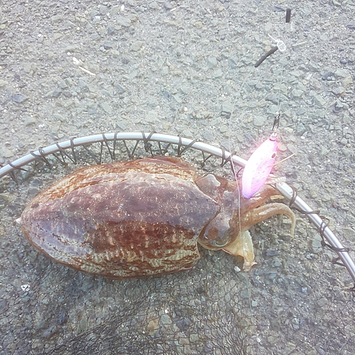 コウイカの釣果