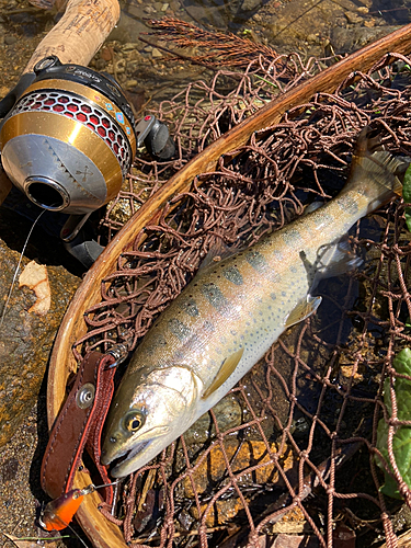 ヤマメの釣果