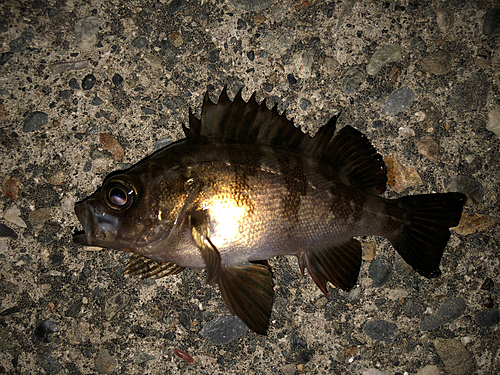 メバルの釣果