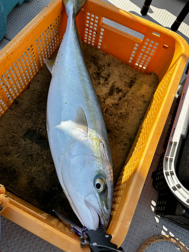 メジロの釣果