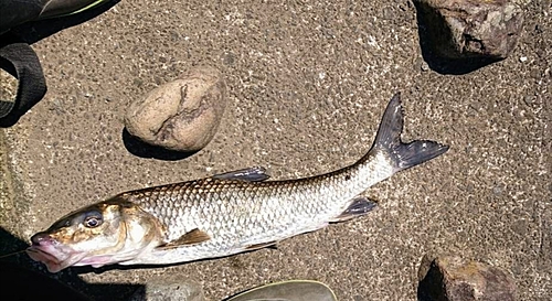 ニゴイの釣果