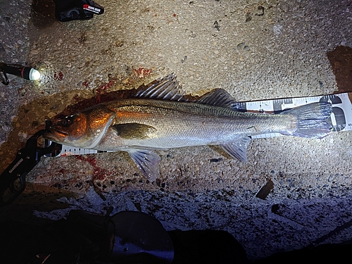 シーバスの釣果