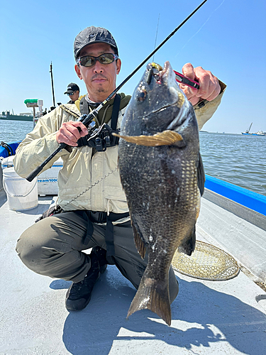 クロダイの釣果