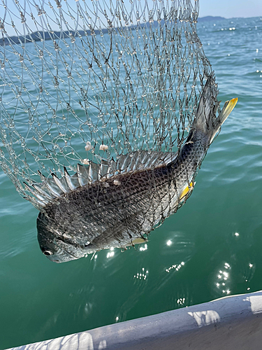 キビレの釣果