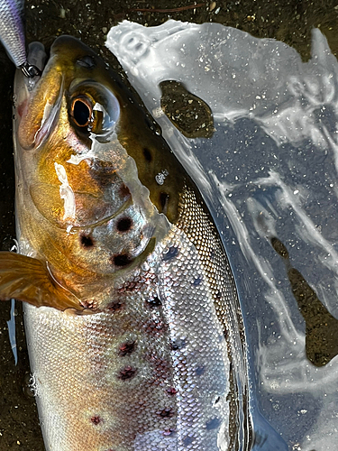 ブラウントラウトの釣果